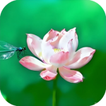 消除王是谁-免广告